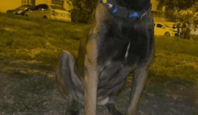 El perrito perdido se llama Chiquito, es de color café, de tamaño mediano y tiene puesto un collar azul con dinosaurios de colores. Foto: difusión