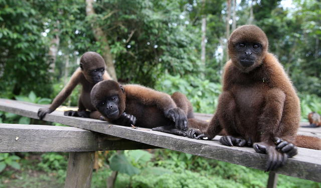 La Isla de los Monos. Foto: Andina