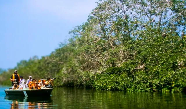 Los paseos en bote por Los Manglares de Tumbes ofrecen vistas inigualables. Foto: Y tú qué planes