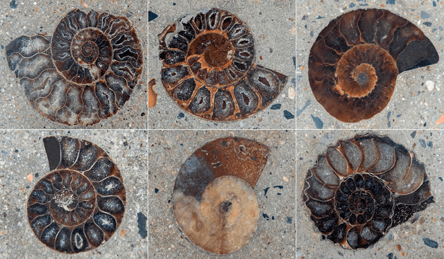 Más de un turista no perdió la oportunidad de fotografiarse con estos moluscos que datan de hace 66 millones de años. Fotos: captura de Facebook