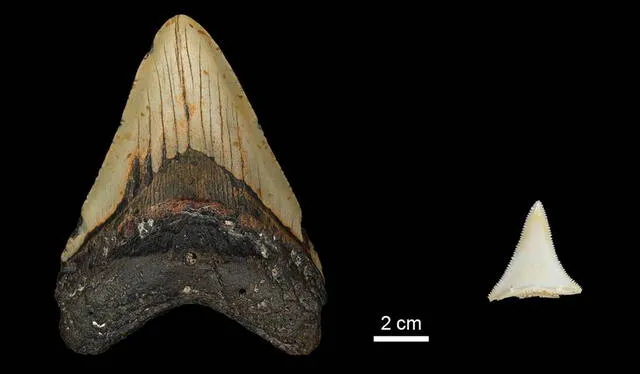 Comparativa de un diente de Otodus megalodon y de un gran tiburón blanco moderno. Foto: EFE