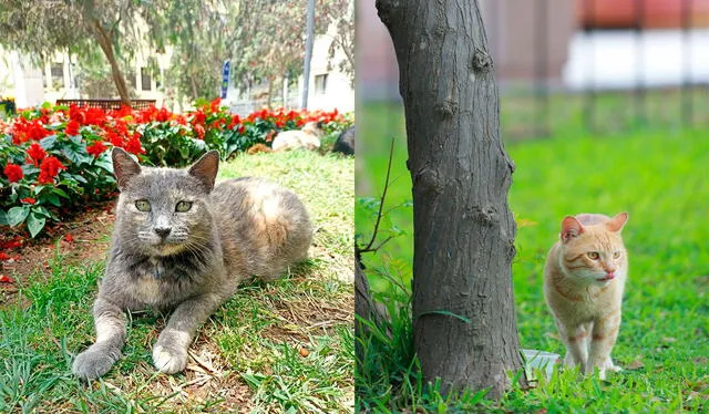 Algunos gatos del parque Kennedy fueron trasladados a un albergue. Foto: composición / GVDF / Andina