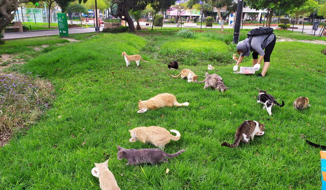 Los gatos del parque Kennedy fueron alimentados por un grupo de voluntarios durante el confinamiento. Foto: Gatos Kennedy/ Twitter