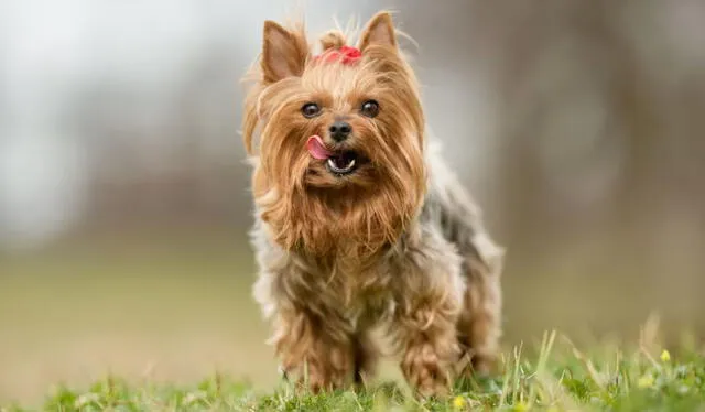 Perro raza yorkshire terrier. Foto: Hola/referencial