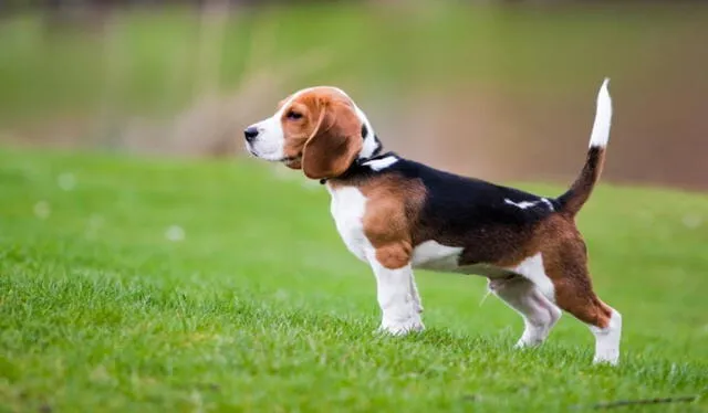 Perro de raza beagle. Foto: Mundoanimal/referencial