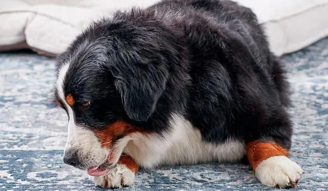Lamerse las patas es otro síntoma frecuente de alergia en los perros. Foto: The Spruce