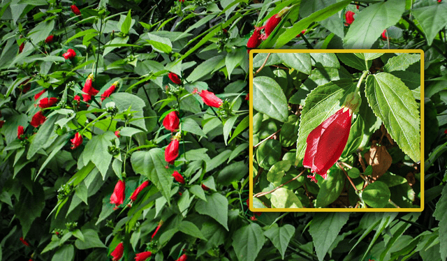 flor malvadiscus penduliflorus