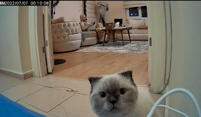 Imágenes de gato mirando a la cámara durante varias horas. Foto: composición LR/captura de Facebook@lokumcat/elgatoturco