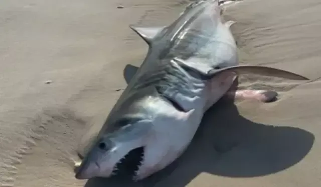 Esto se produce en medio de un aumento en los avistamientos de tiburones en Long Island. Foto: Policía de Quogue.