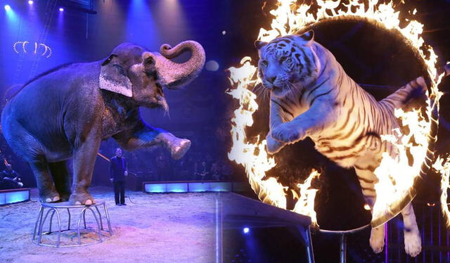Hace muchos años era común ver en los circos los números realizados por distintos animales salvajes. Foto: composición LR/Bueno y vegano/publico.es