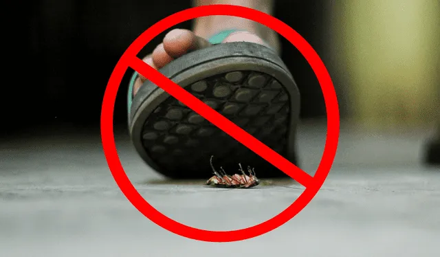 Las cucarachas suele resistir hasta 900 veces su peso corporal. Foto: composición LR / Nowshad Arefin / Unplash