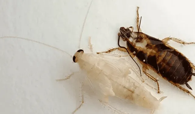 ¿Cuántos tipos de cucaracha existen? Foto: captura Infobae
