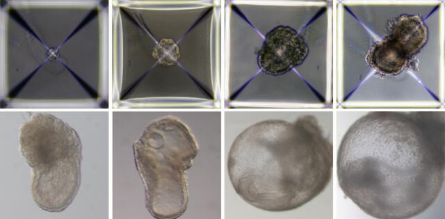 Embrión sintético de ratón desde el primero hasta el octavo día de crecimiento. Foto: Weizmann Institute/Times of Israel