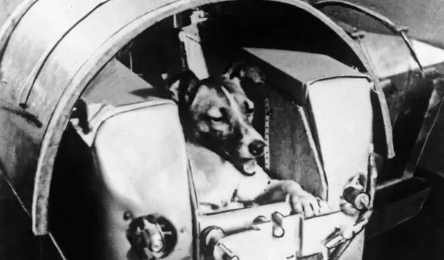 Laika fue enviada al espacio cuando aún no existía la tecnología para regresar a la Tierra. Foto: AFP