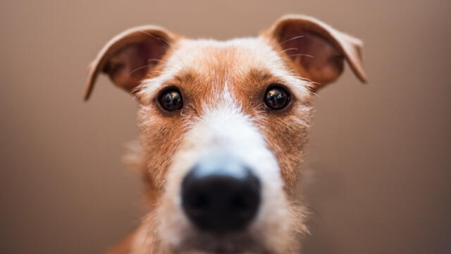 La convivencia con los seres humanos durante milenios nos hizo entender que los perros percibían el mundo de forma diferente. Foto: Live Science