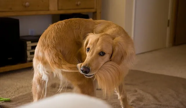 Cuando un perro persigue su cola de forma repetitiva, podría ser porque el can no está del todo cómodo. Foto: Blog Doghouser