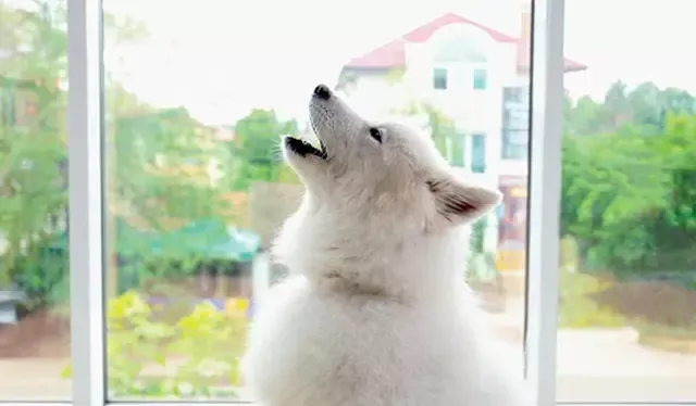 El aullido de los perros también se debe a una reacción por sonidos fuertes. Foto: Dogster