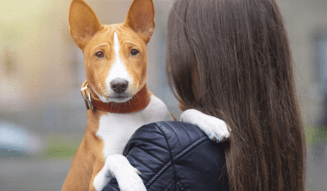 Existe una raza de perros que se caracteriza por no ladrar. Foto: Hospital Veterinario Glories