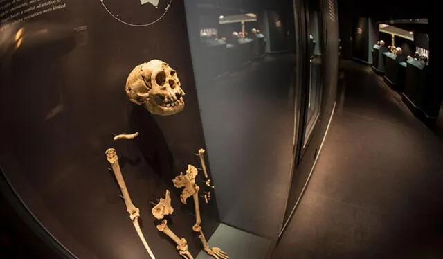 Réplica del esqueleto del hobbit femenino hallado en la isla de Indonesia en 2003. Foto: Natural History Museum