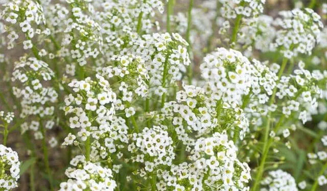 El velo de novia es utilizado en los altares de Día de Muertos. Foto: iStock