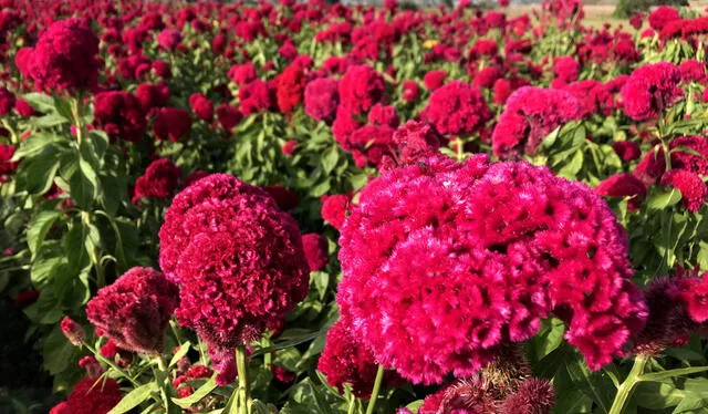 Las flores de terciopelo son usadas en el altar de muertos. Foto: iStock