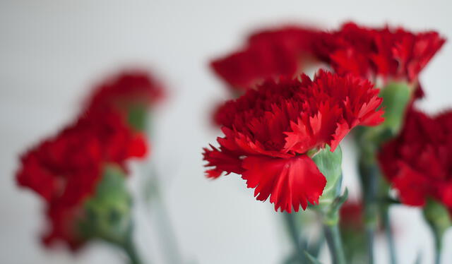 El clavel es una flor utilizada en el altar por el Día de Muertos. Foto: iStock