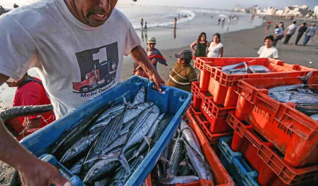 A inicios de año, se aprobó el dictamen para que las 5 primeras millas del litoral sean de uso exclusivo de la pesca artesanal. Foto: Andina   