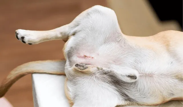 La etapa más ideal para esterilizar a una mascota es antes de que lleguen a la edad adulta. Foto: Experto animal