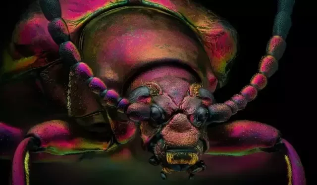 Así luce un escarabajo joya rojo. Foto: Yousef Al Habshi/Nikon Small World