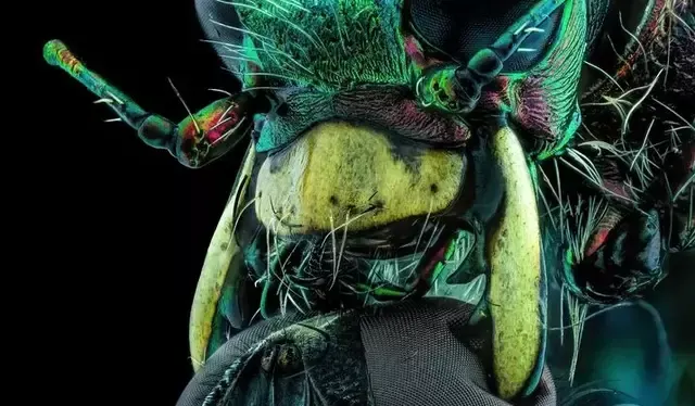 Una mosca mordisqueando a un escarabajo tigre. Foto: Murat Oztürk/Nikon Small World