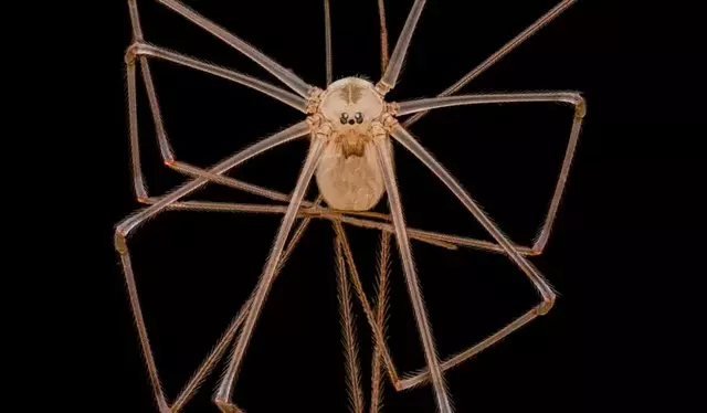 Imagen de la araña de patas largas. Foto: Andrew Posselt/Nikon Small World