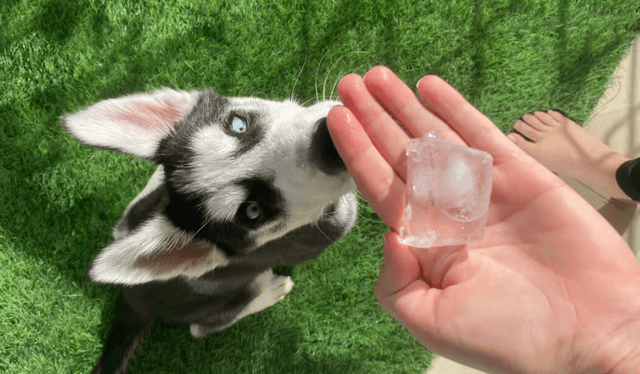 Conoce qué le sucede a tu mascota si le das hielo. Foto: Wamiz