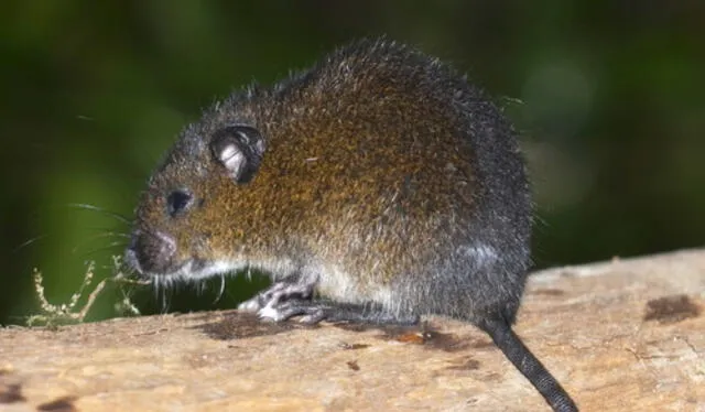 Ratón de las lomas (Melanomys zunigae) Foto: iNaturalist Ecuador