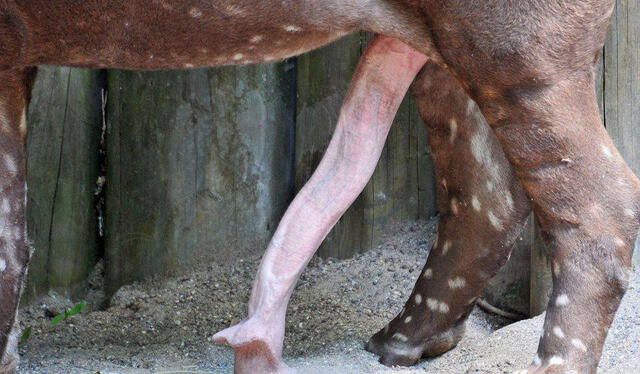 Pene de tapir. Foto: difusión/sabiasque