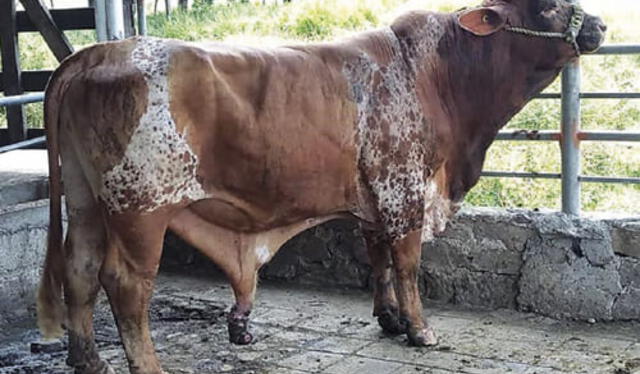 Pene de toro. Foto: Contexto ganadero