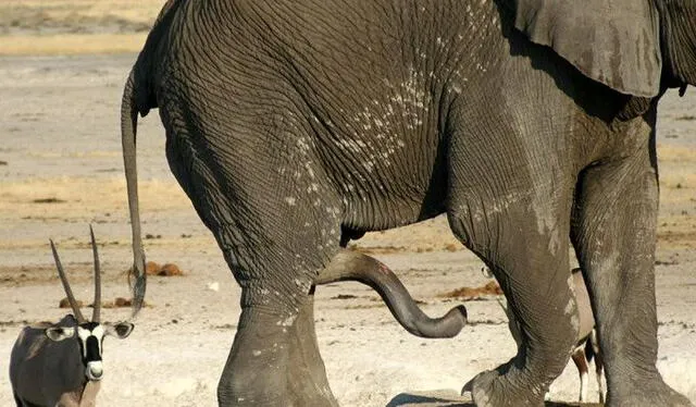 Pene de elefante. Foto: @hayquesaberlo/twitter