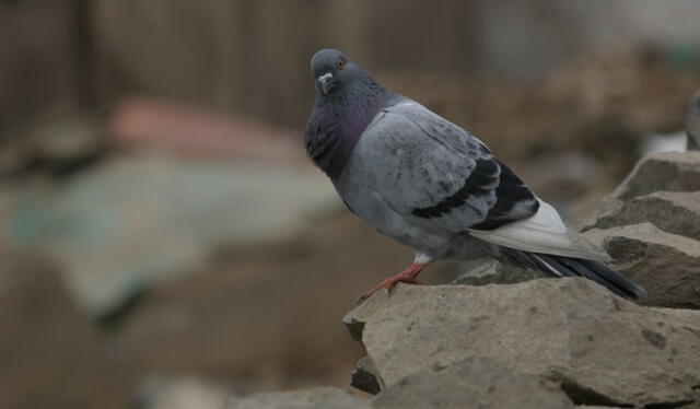 Las palomas son aves bastante comunes en Lima. Foto: La República