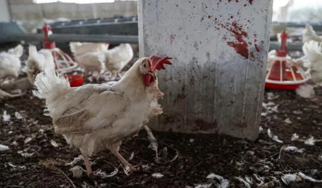 La gripe aviar continúa avanzando en animales; sin embargo, aún no se informó de algún caso en personas. Foto: AFP