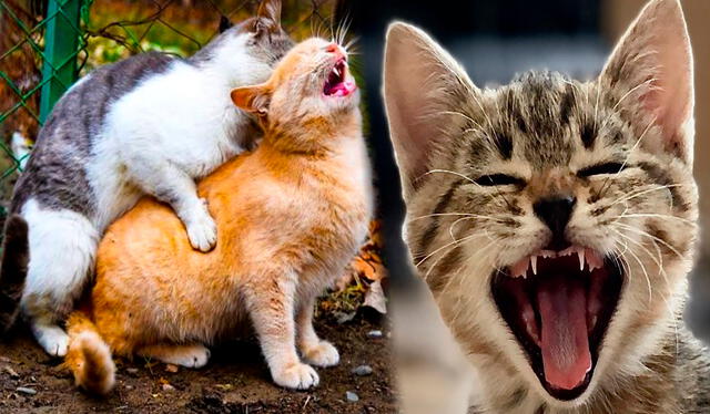 Las gatas suelen gritar muy fuerte durante el acto de apareamiento.
