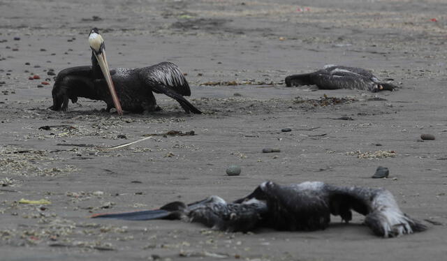 Llegó la gripe aviar a Arequipa. Los pelicanos muertos en el litoral de Arequipa estaban contagiados con la H5N1. La enfermedad se propaga. Foto: EFE
