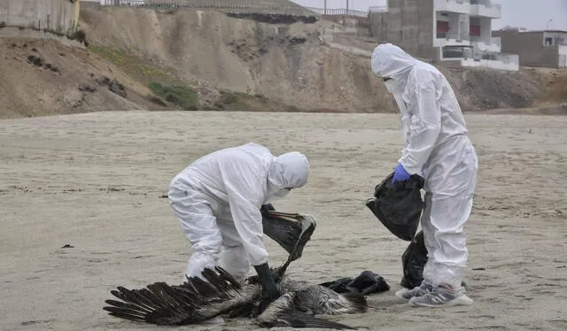Estas son las últimas noticias sobre el brote de gripe aviar en Perú. Foto: Antonio Melgarejo/La República