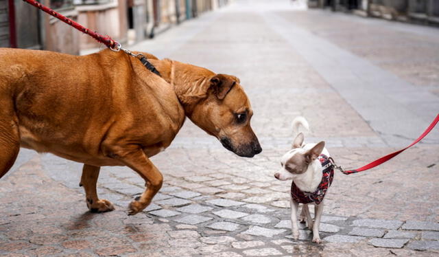 La monta entre perros machos puede estar producida por niveles altos de estrés y ansiedad. Foto: Naiz/referencial