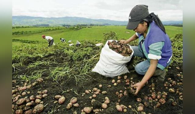 En el 2022, los agricultores del Perú vieron afectada su producción por la falta de fertilizantes. Foto: Agraria    