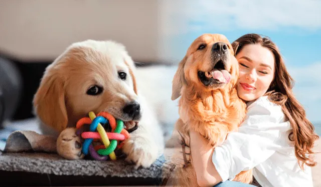 Conoce cuáles son los nombres más bonitos para perros, hembras y machos. Foto: composición LR/Mascota fiel/ PetDarling