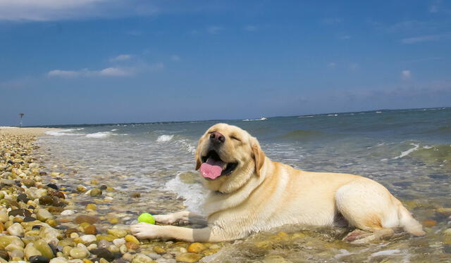 Es recomendable que los perritos vayan a la playa cuando hay poca o nula luz solar. Foto: caminandog   