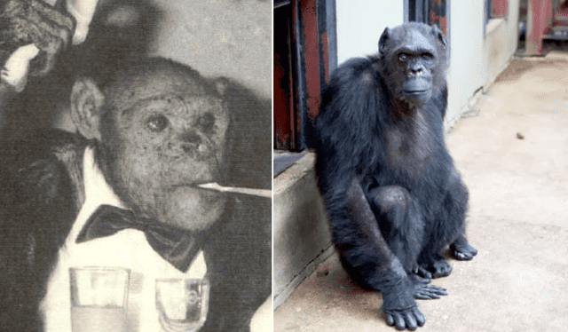 El chimpancé Oliver falleció en 2012 a los 54 años de edad. Foto: composición LR/EL Clarín   