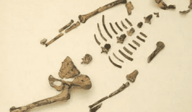 Los restos fósiles de Lucy fueron encontrados en 1974. Foto: Museo de Historia Natural de Houston    