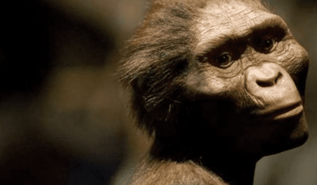 Lucy es el australopithecus afarensis más famoso del mundo. Foto: BBC 