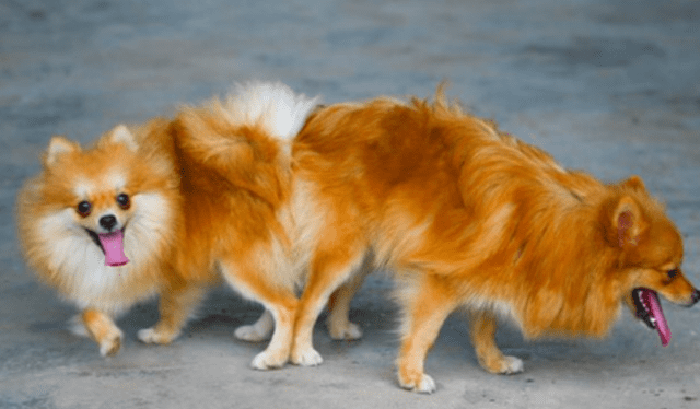 El abotonamiento genera que los perros se 'peguen' al aparearse. Foto: Mundo Deportivo   