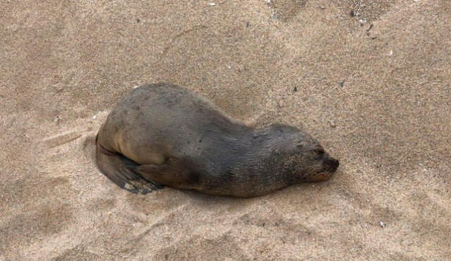 Se debe tener especial cuidado cuando se trata de crías de lobos marinos, pues su madre puede encontrarse cerca. Foto: Serfor   